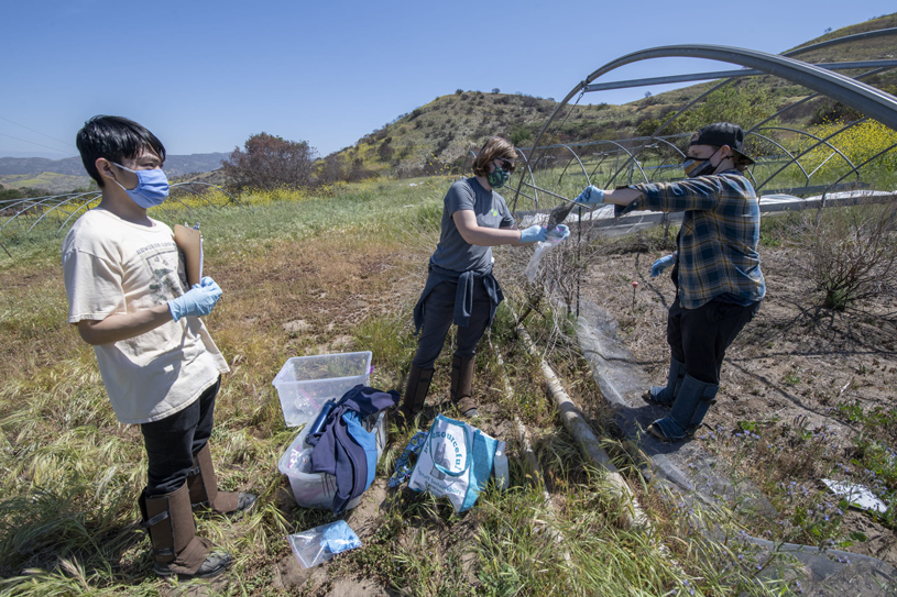 UCI undergraduate Brian Chung (left) and Andie Nugent, a UCI Ph.D. student in ecology & evolutionary biology, help Finley collect microbe packets placed months earlier in eight research plots across the hillside. Steve Zylius / UCI