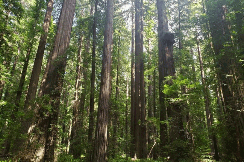Redwood forests such as this one in California’s Humboldt County are key components of the state’s climate change mitigation efforts